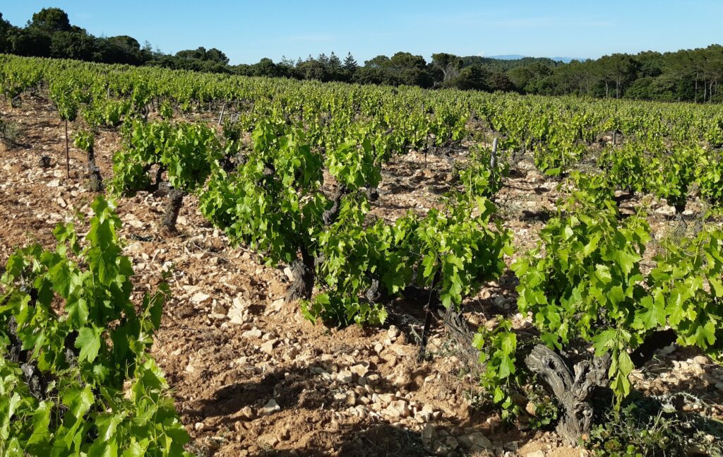 Paysage Domaine Cros de la Mûre