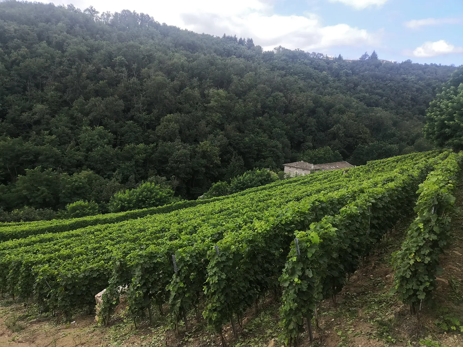 Paysage Domaine Gérard Boucher