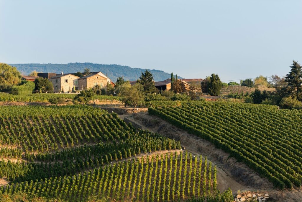 Paysage Domaine Pierre Gaillard