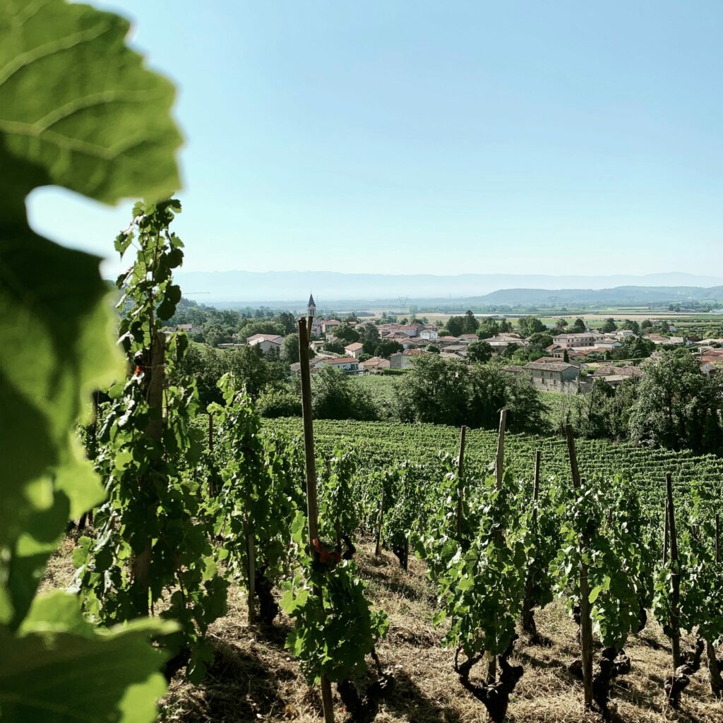 Paysage Domaine Pradelle