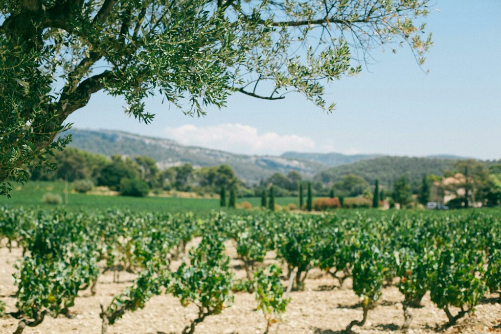 Paysage Domaine Soleyrade