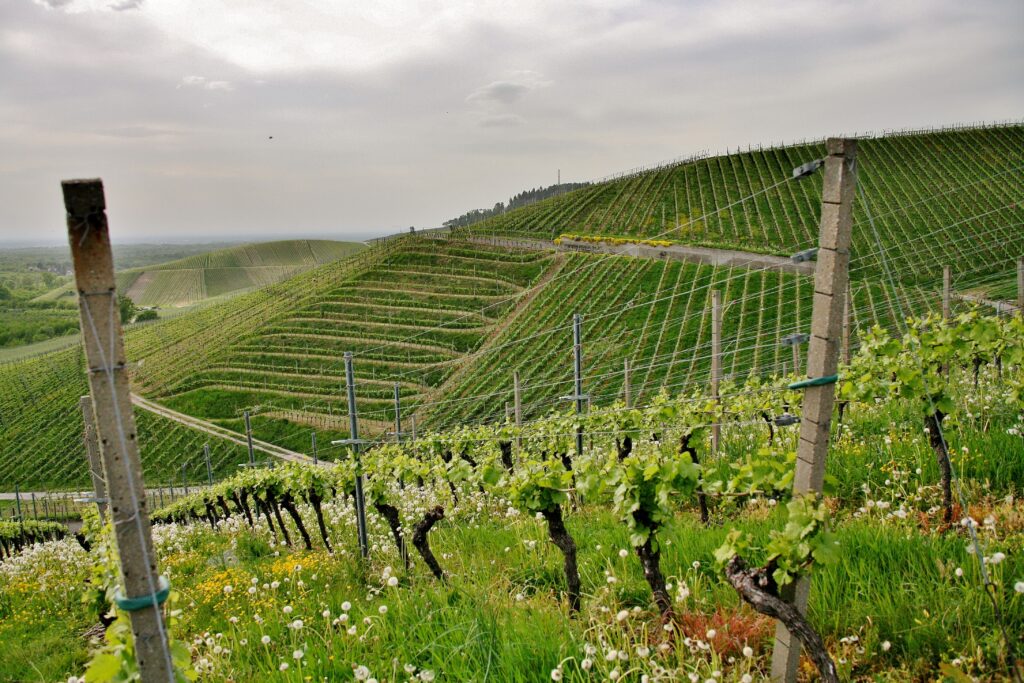 Paysage Domaine Raymon Fabre