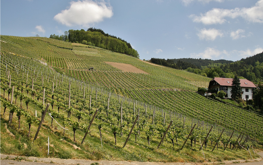 Paysage Domaine Aurélien Chatagnier