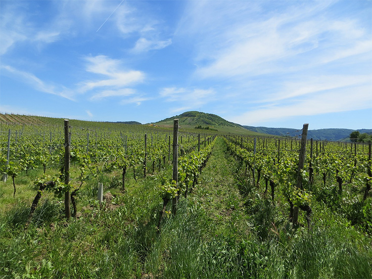 Paysage Domaine Réméjeanne