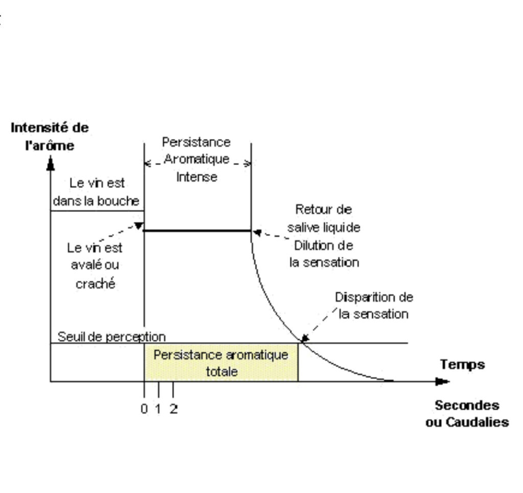 Schéma codalie du vin